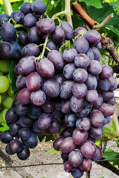 

Черенки винограда Брависсимо
