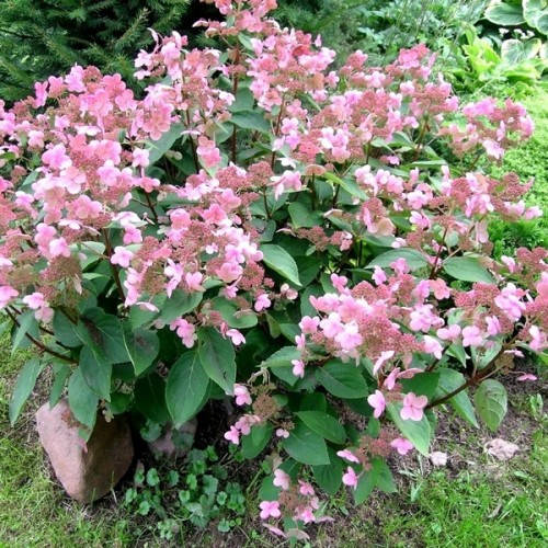 

Гортензия Dharuma (метельчатая) контейнер 0,5 л.