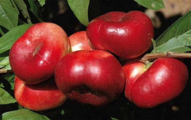 

Саженцы инжирного нектарина ДОНАТ