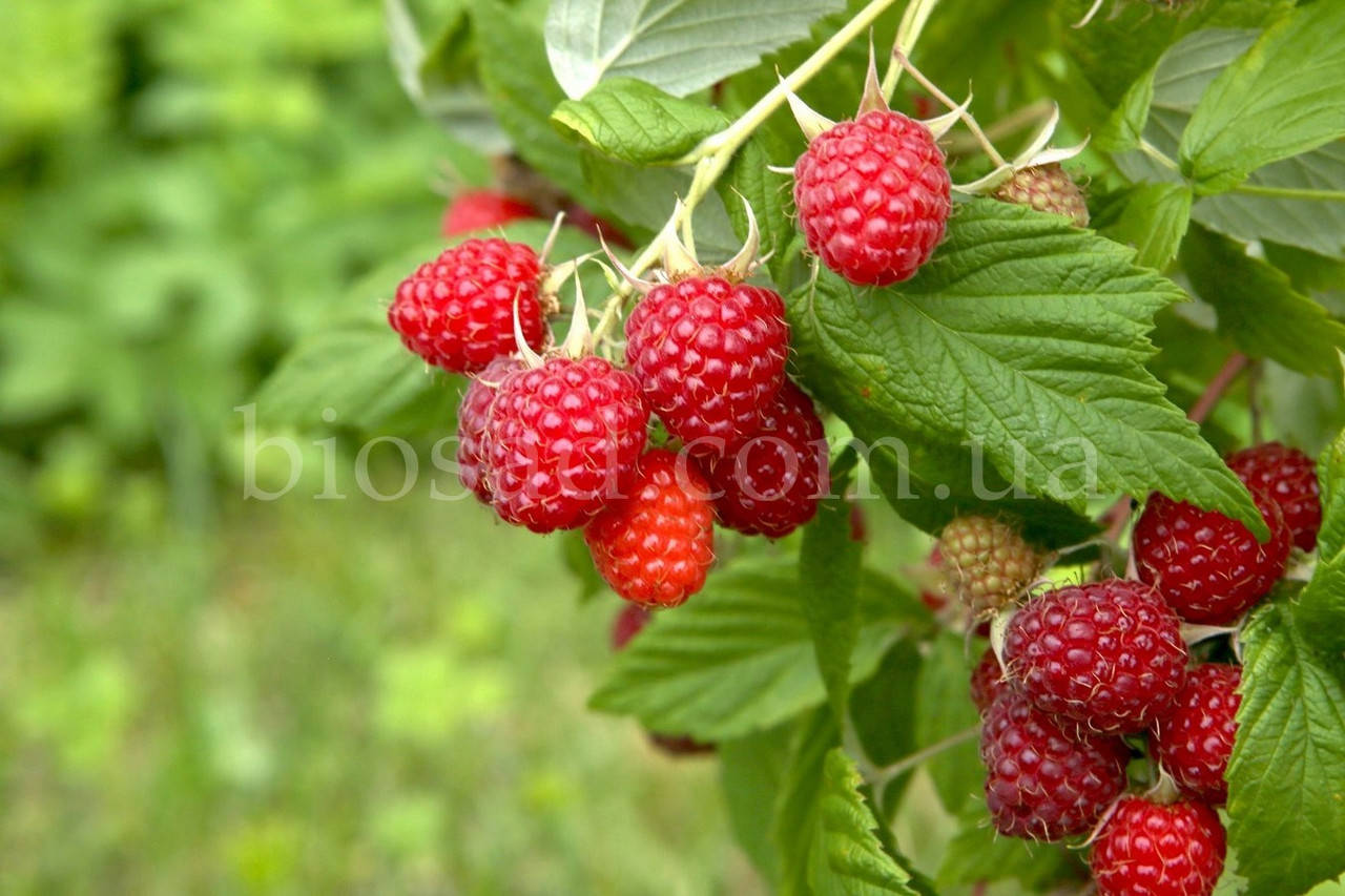 

Малина Маравилла (Maravilla, Driscoll Maravilla), ремонтантный сорт