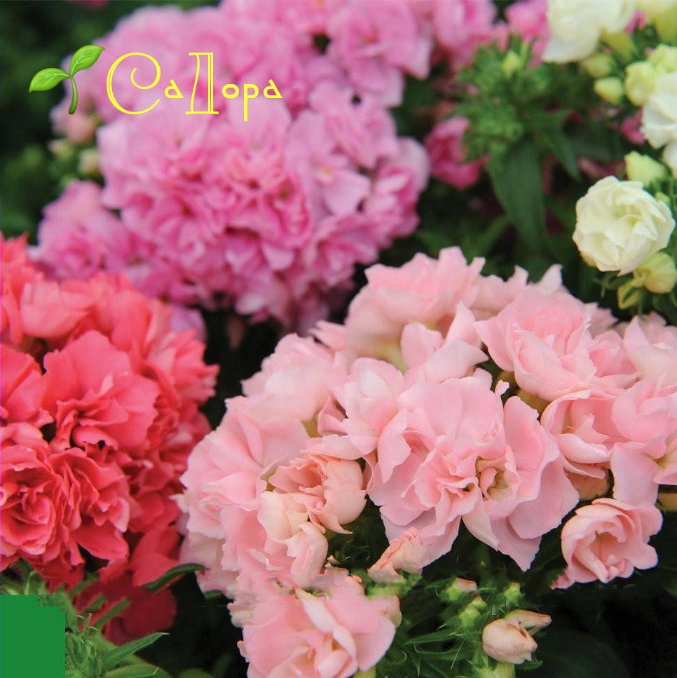 

Флокс микс 3 шт (Шанель, Зенобия, Клеопатра)