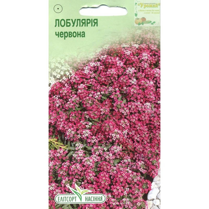 

Семена цветы Лобулярия красная, 0,2 г, Красный