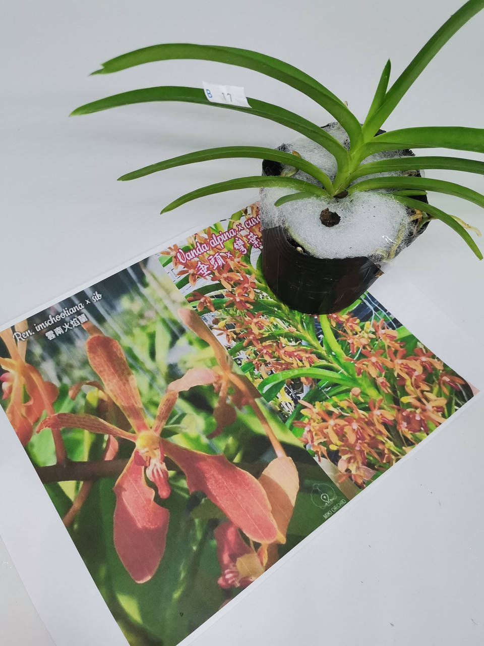 

Подростки орхидей Vanda alpina × curvifolia,3,5