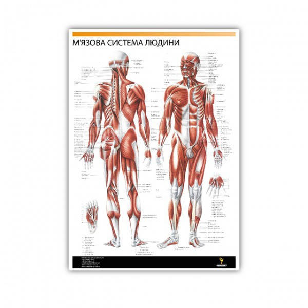 

Плакат "Мышечная система человека" 30смх42см (1 плакат)
