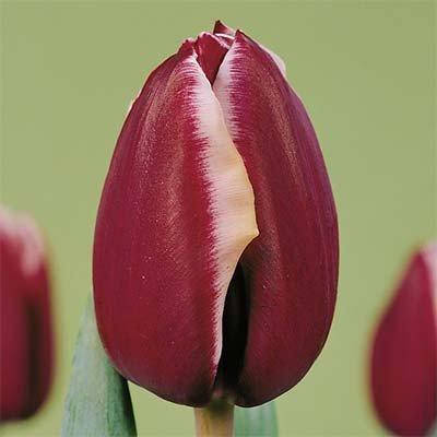 

Тюльпан Fontainebleau (луковицы) 2шт