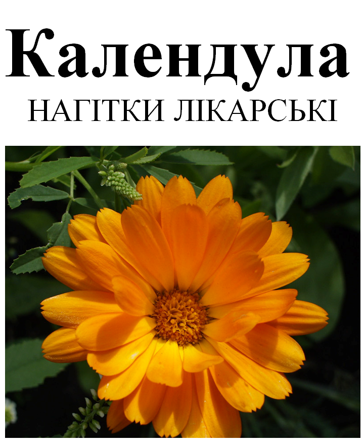 

Календула (Ноготки лекарственные), 30 грамм