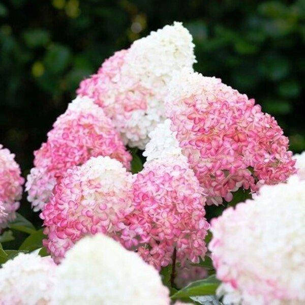 

ГОРТЕНЗИЯ МЕТЕЛЬЧАТАЯ PINK ROSE (САЖЕНЦЫ).