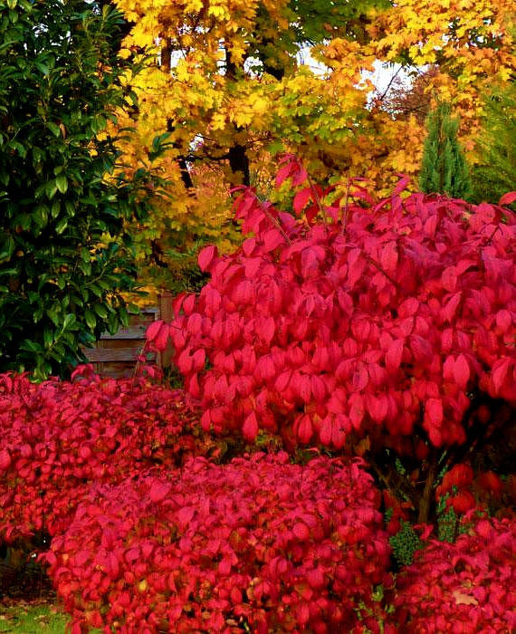

Бересклет крылатый Фаербол \ Euonymus alatus ( саженцы 3 года )