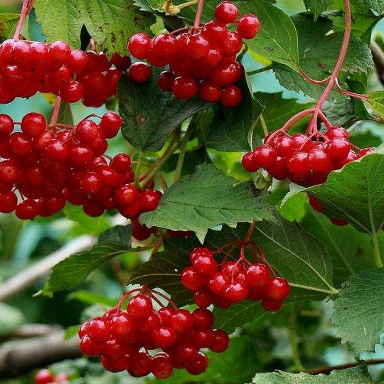 

Калина красная, Viburnum opulus