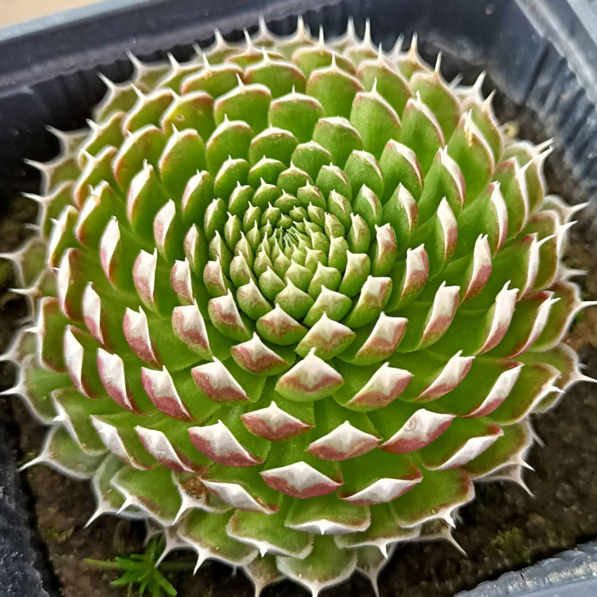 

Горноколосник колючий