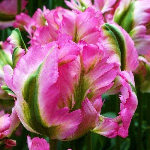 

Тюльпан Green Wave 3 шт