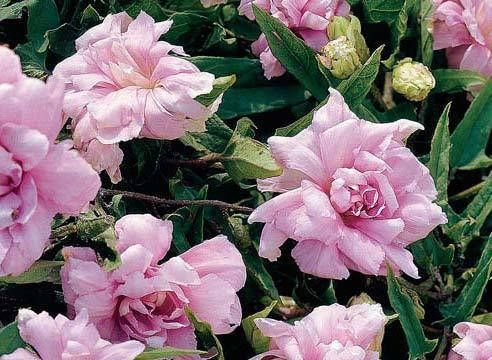 

Калістегія плющолиста Флоре Плено/Calystegia hederacea Flore Pleno С7.5/H100