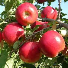 

Саженцы яблони" Безгуда"(летний)