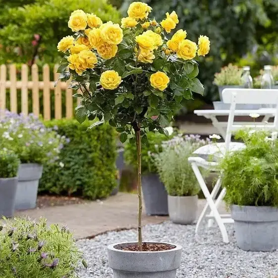 

Роза штамбовая "Фрезия"