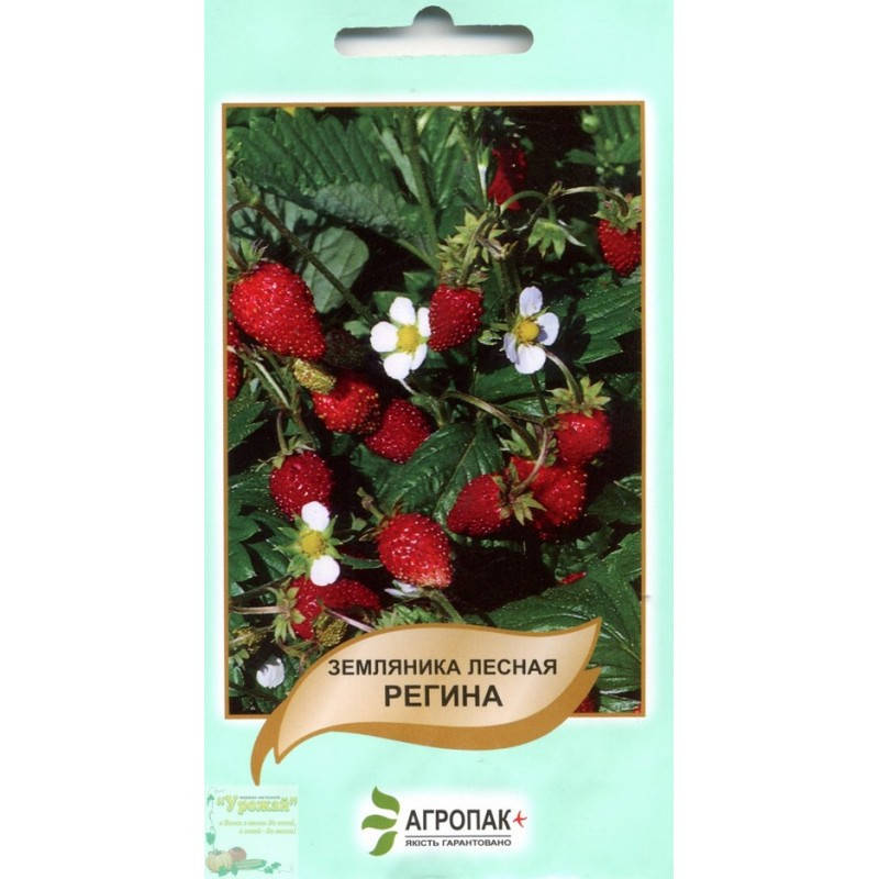 

Семена земляника Регина, 0,1 г