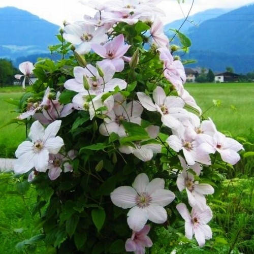 

Клематис Ян Павел ІІ, Clematis Pope Jan Pawel II (2 группа)