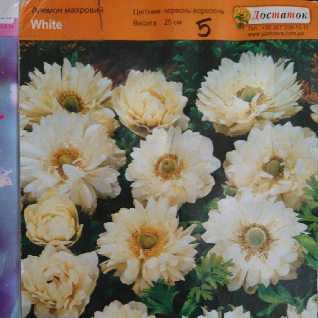 

Анемоны