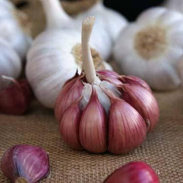 

Чеснок Morado (озимый) (луковицы)