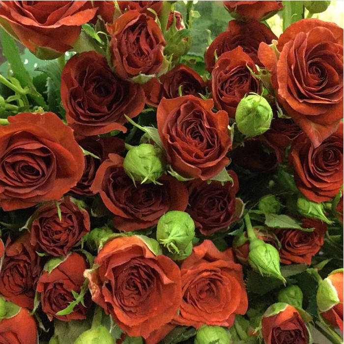 

Браун Шугар (Brown Sugar)