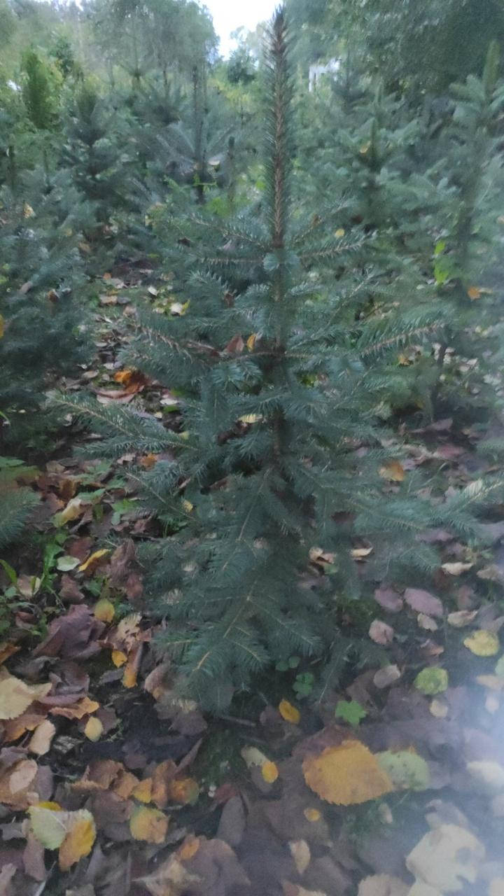 

Ель голубая Кайбаб 1.2-1.3 м (Picea Pungens Kaibab)