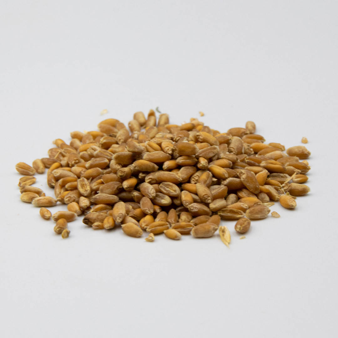 

Семена пшеницы (пшеница) для выращивания микрозелени 500г