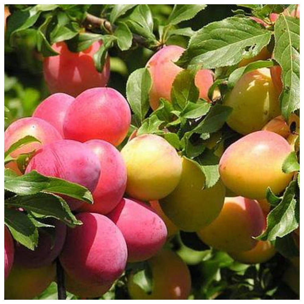 

Алыча колоновидная Мирабелла (ранне-летняя)