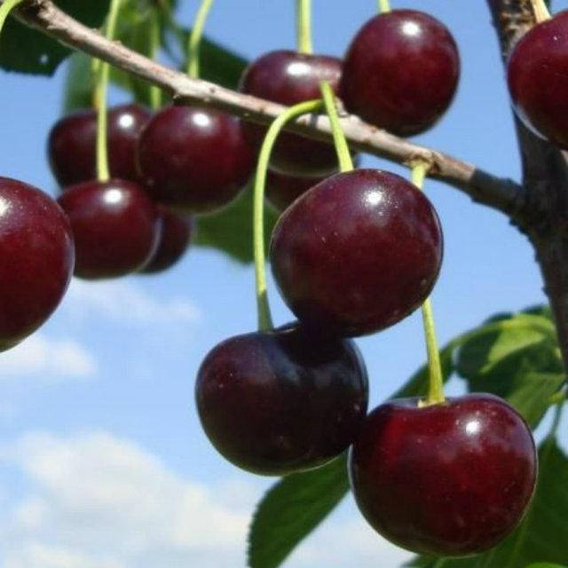 

Саженцы вишни ЭРДИ БОТЕРМО