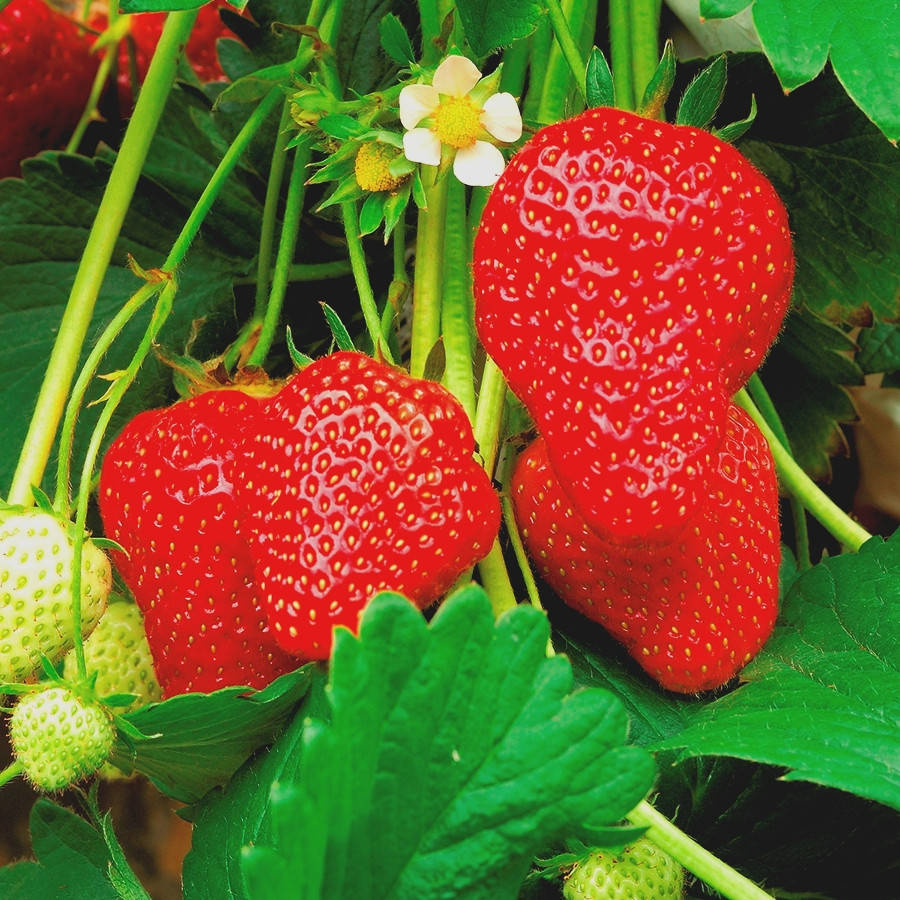 

Саженцы клубники (рассада) Аромас (Aromas) - ремонтантная, урожайная, транспортабельная