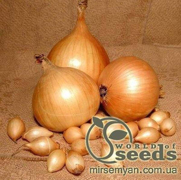 

Цибуля сівач "Стурон/Sturon" 1кг (TOP Onionsets Nederland)
