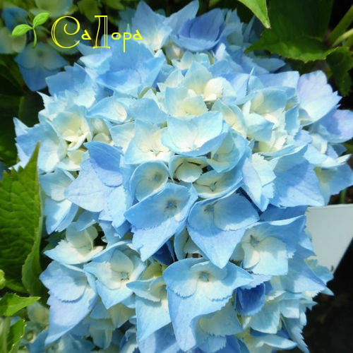 

Гортензия Минти Айс (Minty Ice)