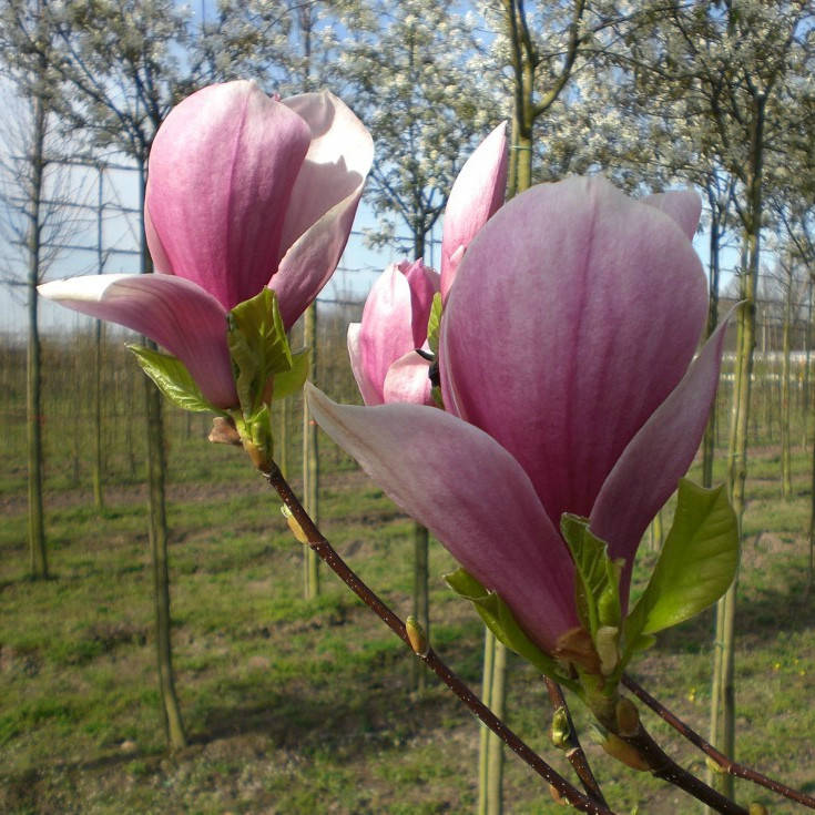

Магнолия "Red Lucky" (возраст саженца 3 года)