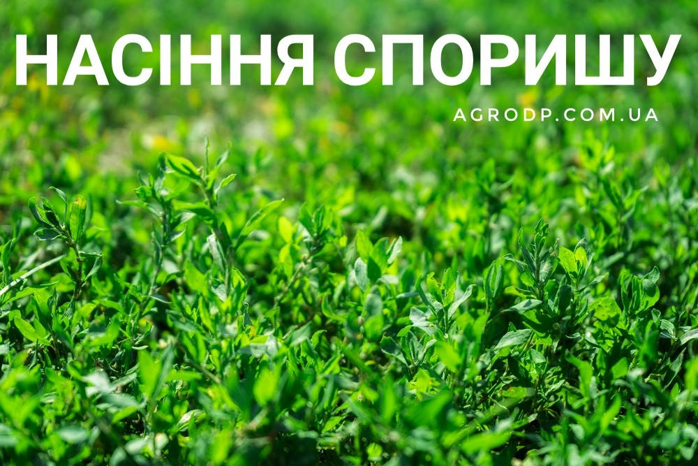 

Семена Спорыша