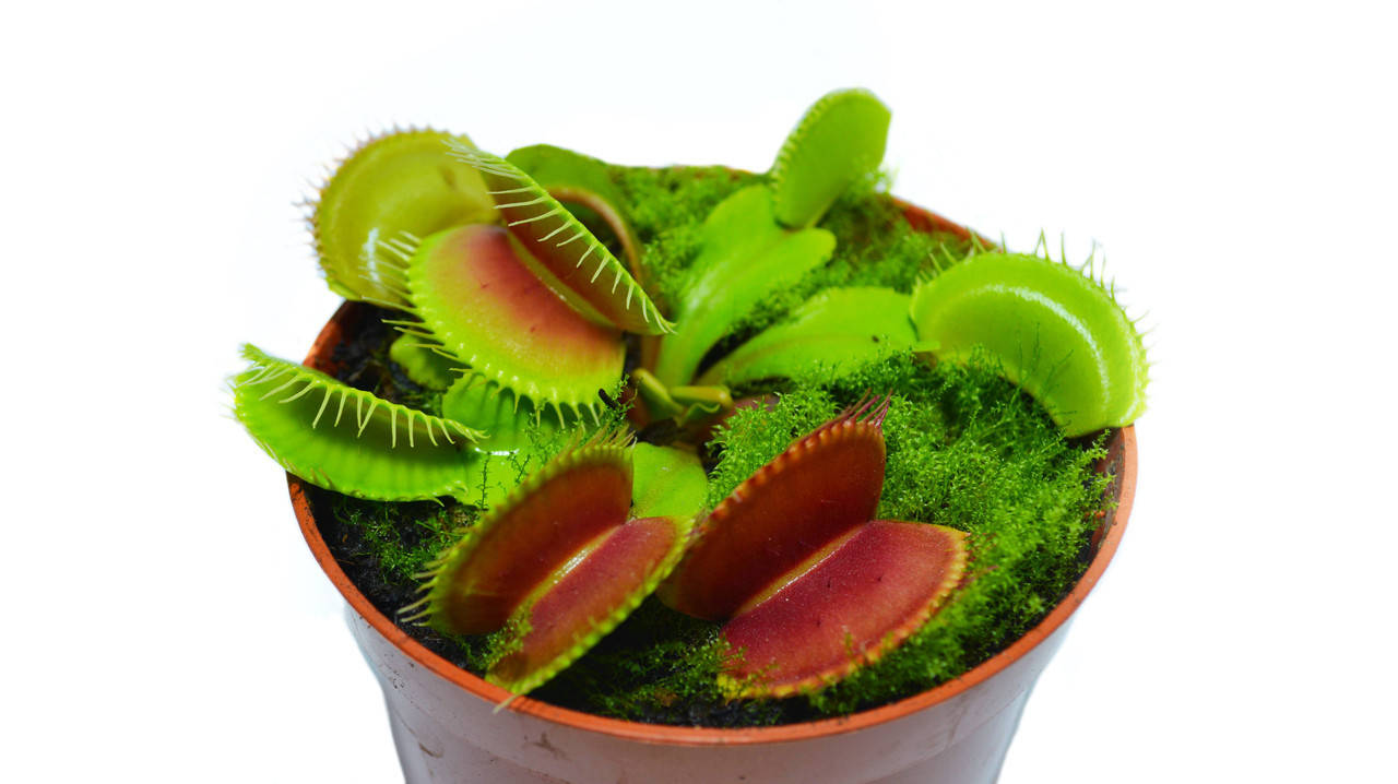 

Растение хищник Венерина Мухоловка AlienPlants B52 Dionaea muscipula B52 L, Зелёный