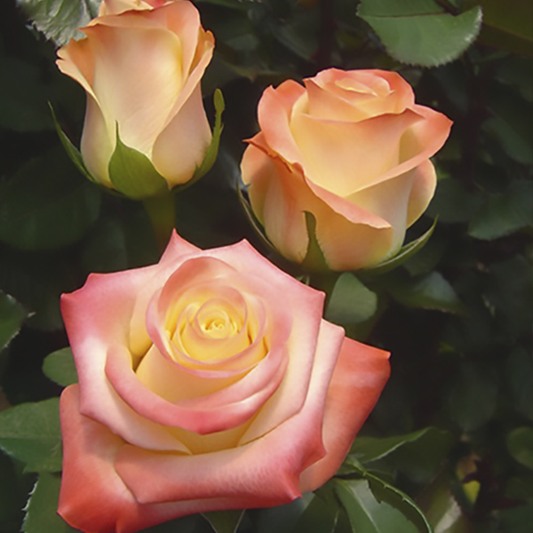 

Саженцы роз «Флорида» (чайно-гибридных) ЗКС