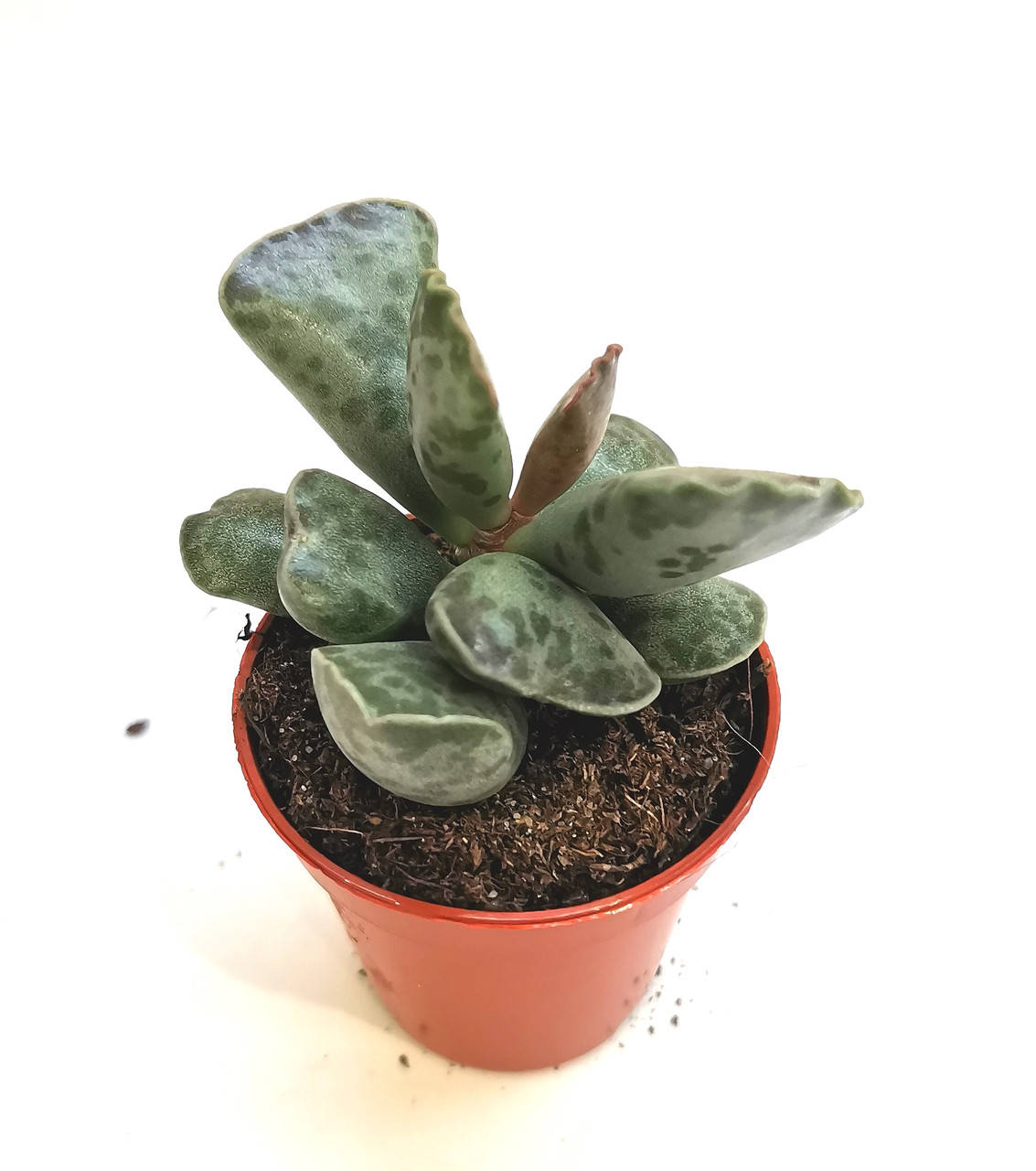 

Адромискус Adromischus cooperi Суккулент Комнатное растение