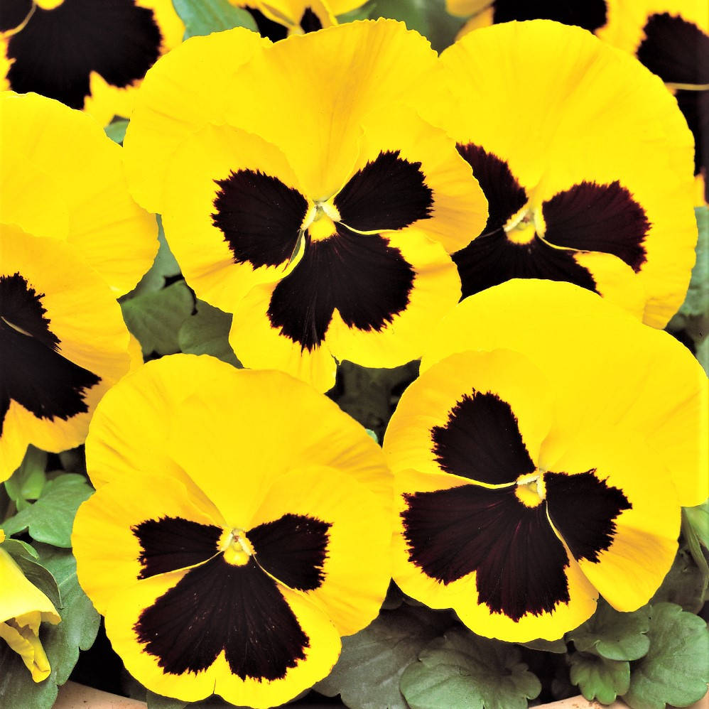 

Фиалка Colossus F1 Sungenta Yellow with Blotch