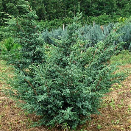 

Можжевельник китайский Блю Альпс (Juniperus chinensis Blue Alps)