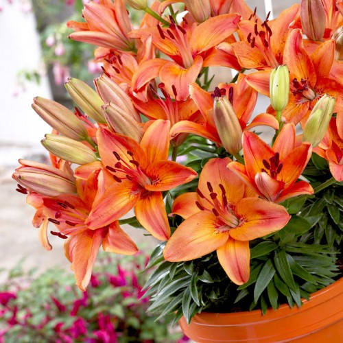 

Лилия Эббвилль (Прайд Lilium Abbevilles Pride) - 1 шт.