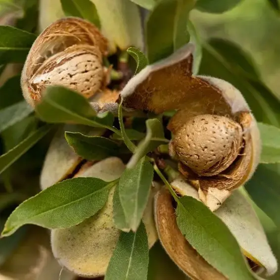 

Миндаль "НИКИТСКИЙ" 2х-летний / Саженцы / Премиум качество