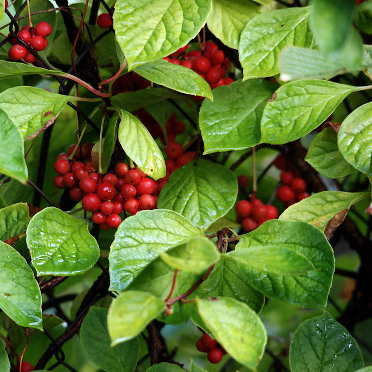 

Лимонник китайский - саженец в контейнере