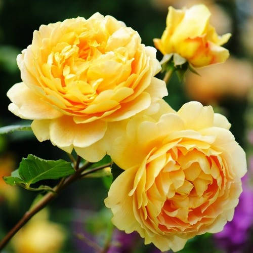 

Роза Golden Celebration (плетистая) (саженцы)