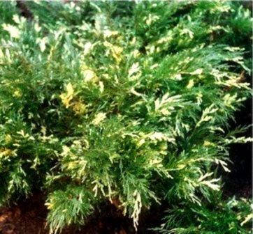 

Можжевельник казацкий Variegata
