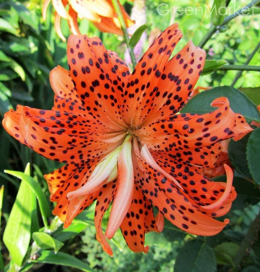 

Лілія звисаюча махрова Flore Pleno