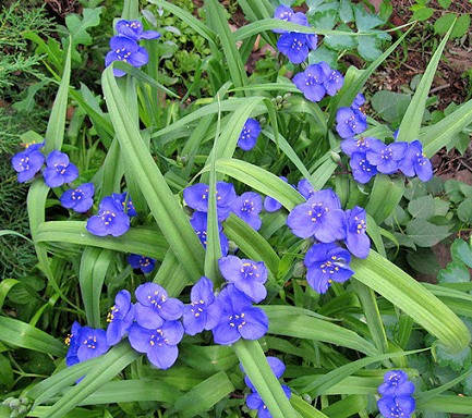 

Традесканция голубая