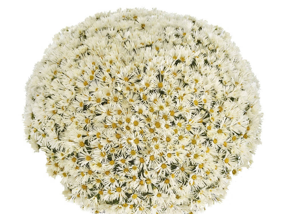 

Хризантема мультифлора Banfi White укорененный черенок