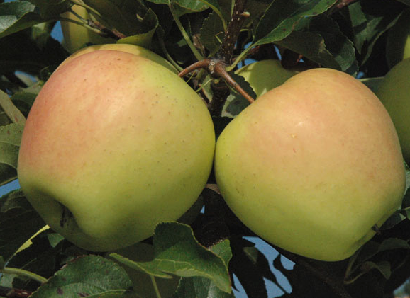 

Яблоня Голден Делишес Рейнджерс. (Р14). (в). Зимний сорт