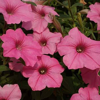 

Супертуния Vista Bubblegum (Виста Баблгам) рассада в горшке 0,3л