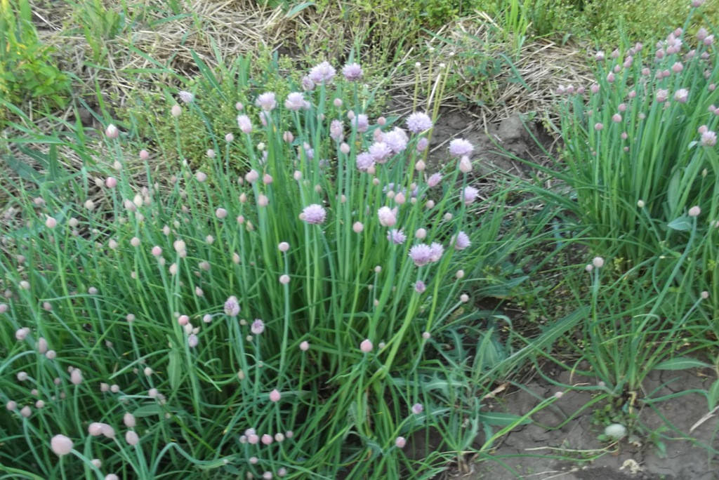 

Лук шнитт семена 30 шт