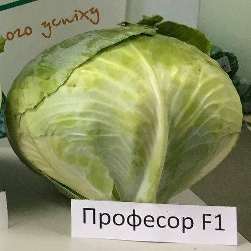 

Семена капусты б/к Профессор F1 (2500 сем.) Syngenta