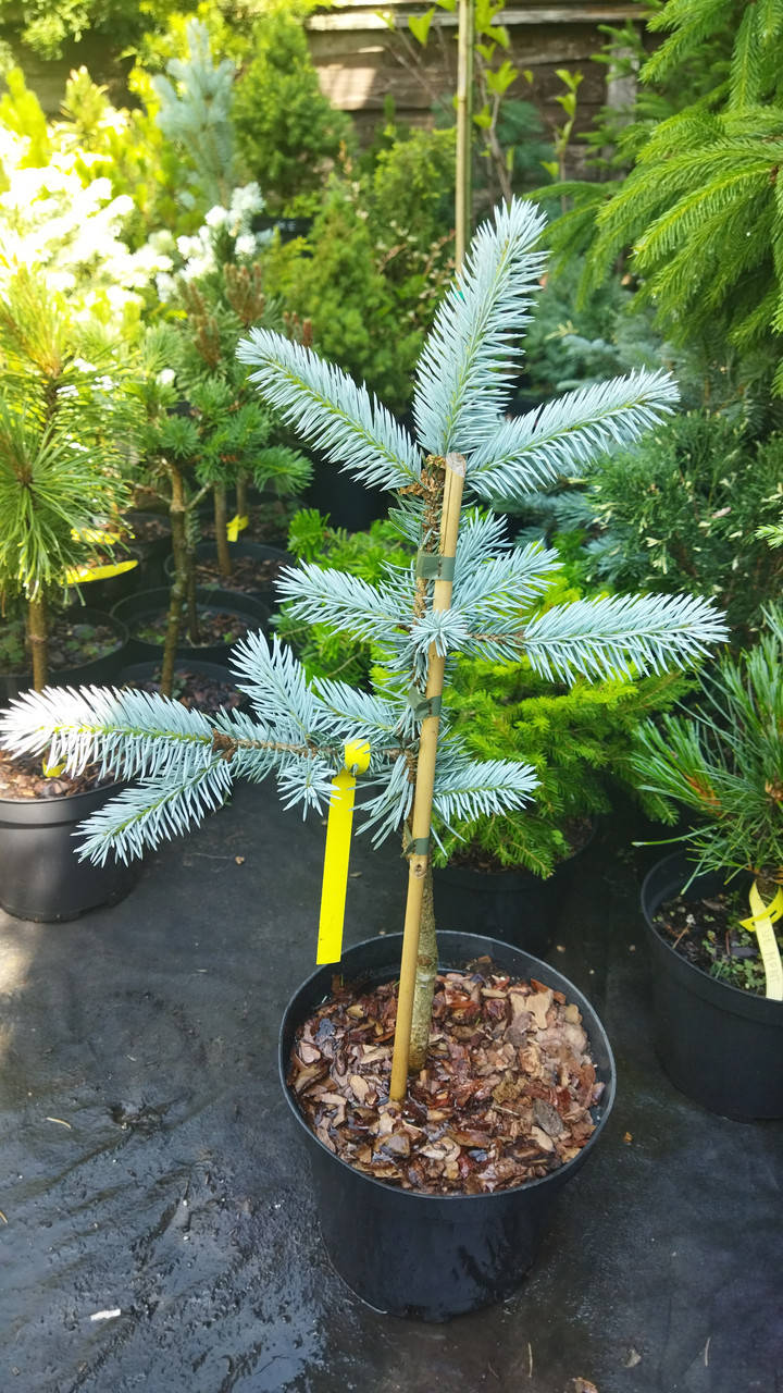 

Ель голубая Хупси (Picea pungens Hoopsii)